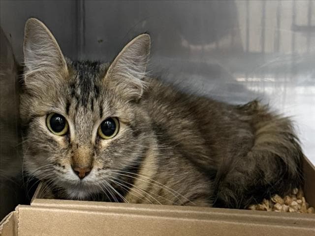 Maggie - Domestic Short Hair