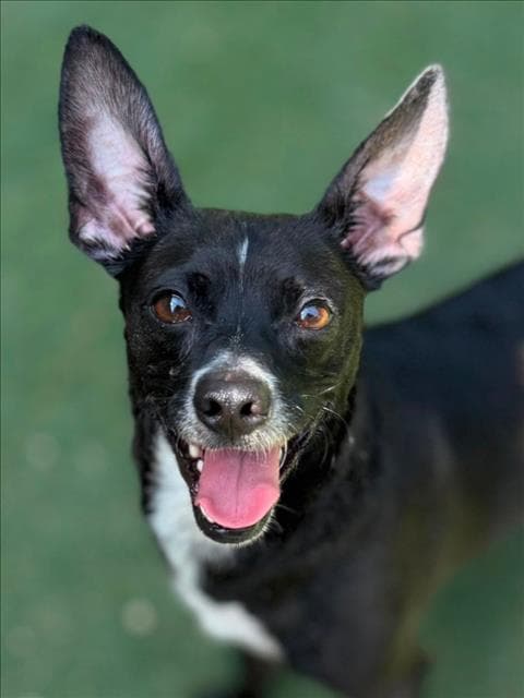 Jasper - Terrier