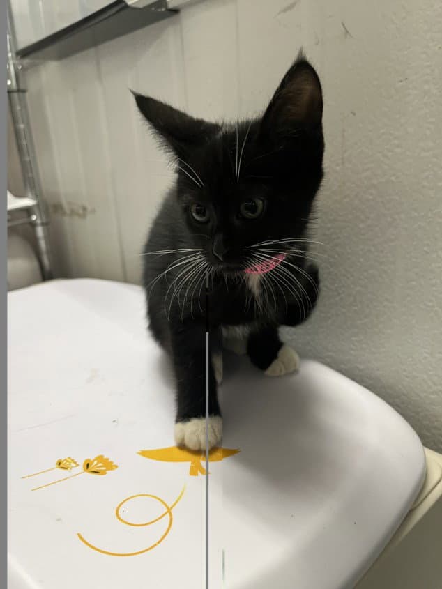 Unknown - Domestic Short Hair