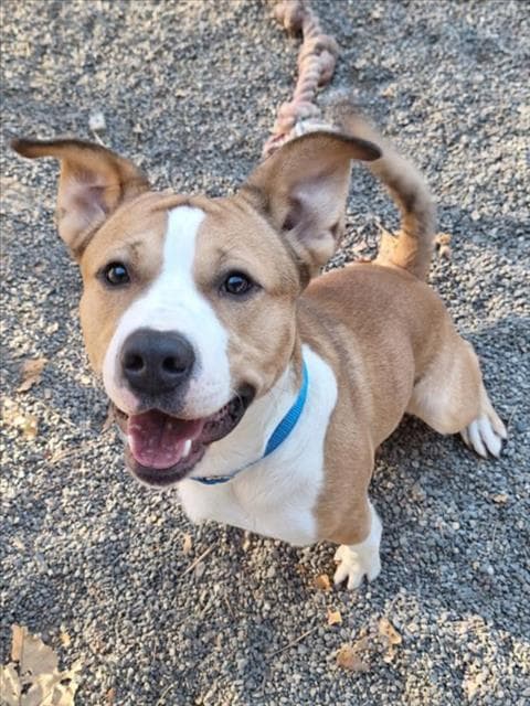Prince - Pit Bull Terrier