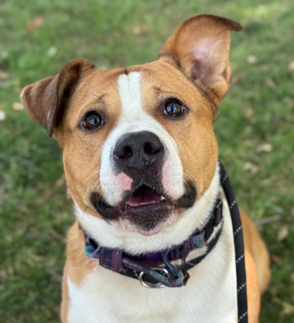 Prince - Pit Bull Terrier