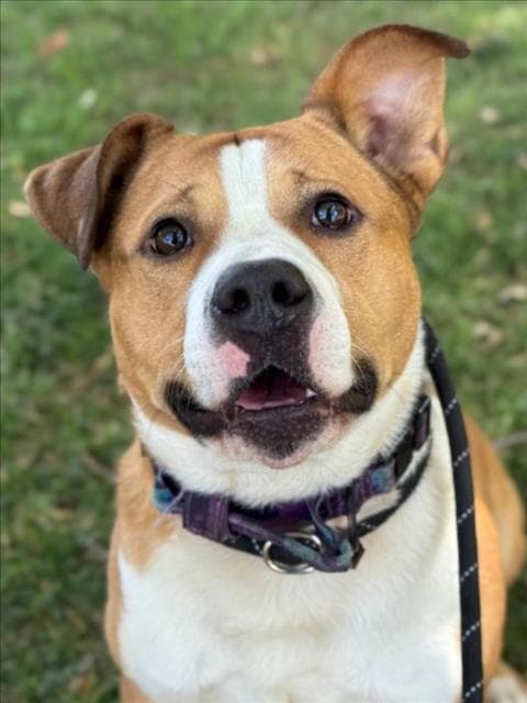 Prince - Pit Bull Terrier