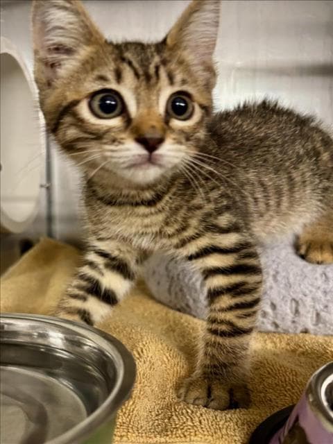 Stacie - Bengal