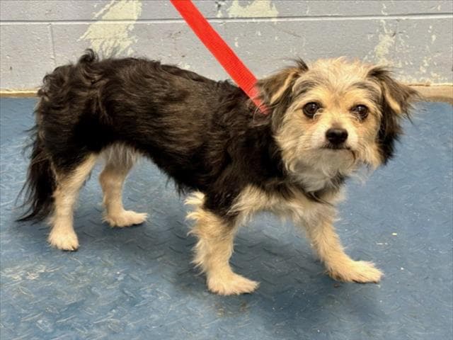 Tink - Yorkshire Terrier Yorkie