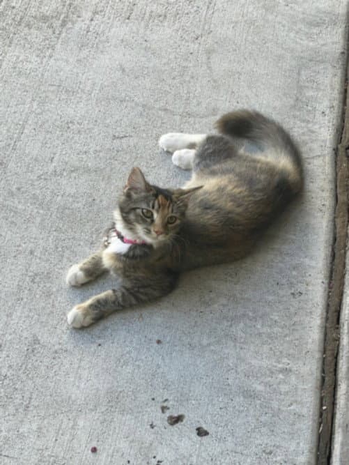 Miko - Domestic Medium Hair