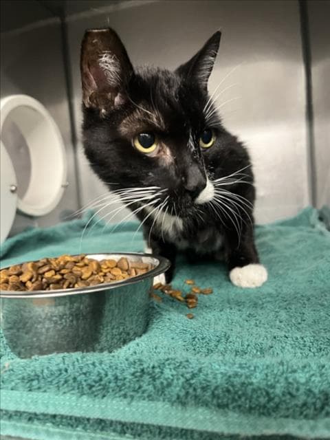 Unknown - Domestic Short Hair