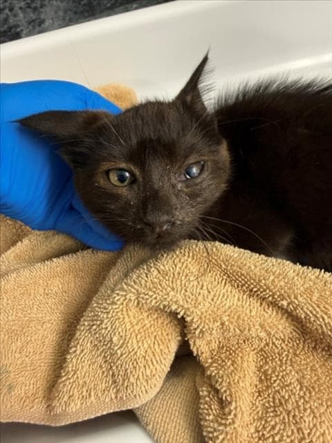 Eleanor - Domestic Short Hair