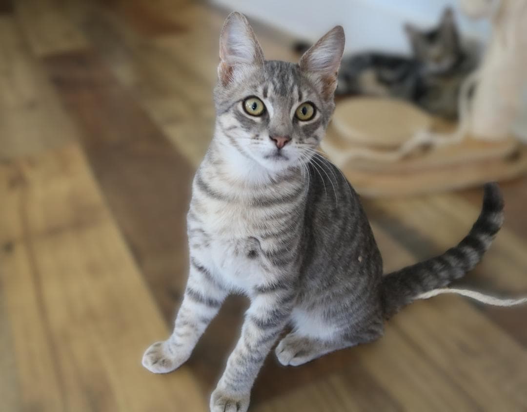 Silver - Domestic Short Hair