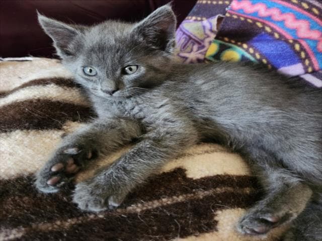 Lancelot - Domestic Short Hair
