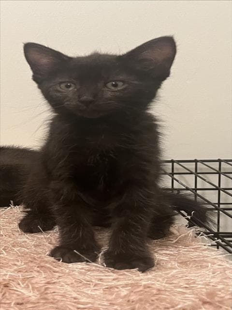 Misty - Domestic Short Hair