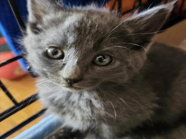Savina - Domestic Short Hair