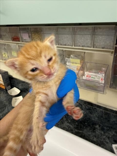 Bommer Blue - Domestic Short Hair