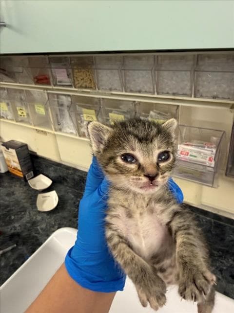 Glory Red - Domestic Short Hair