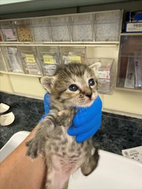 Taffy Green - Domestic Short Hair