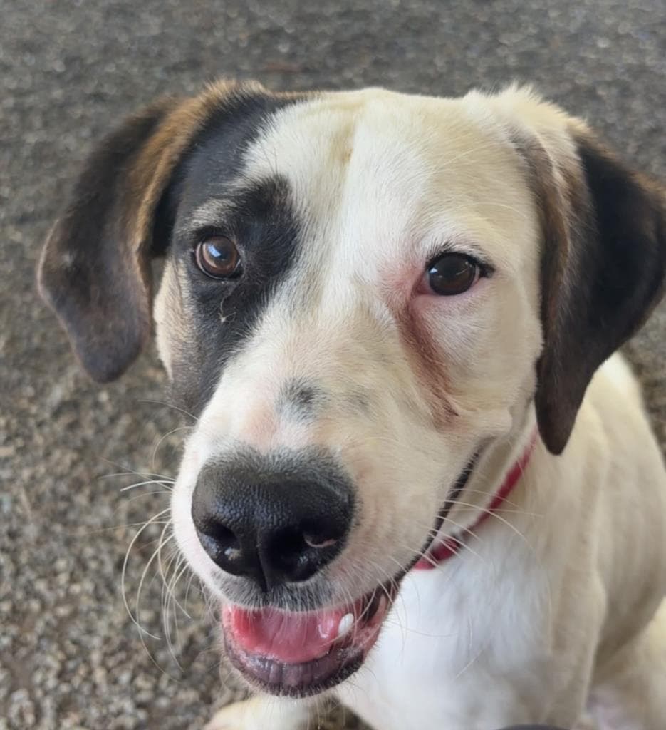 Eevee - Anatolian Shepherd