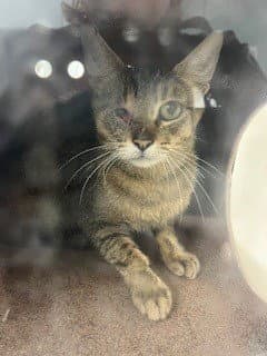 Squirrel - Domestic Short Hair