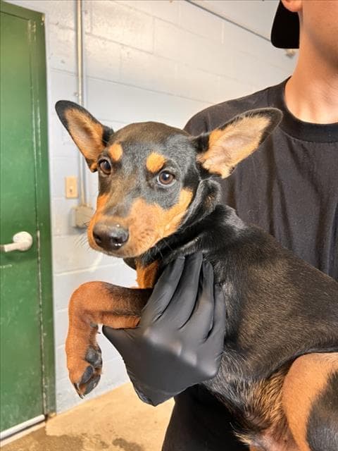 Peter Pan - Doberman Pinscher