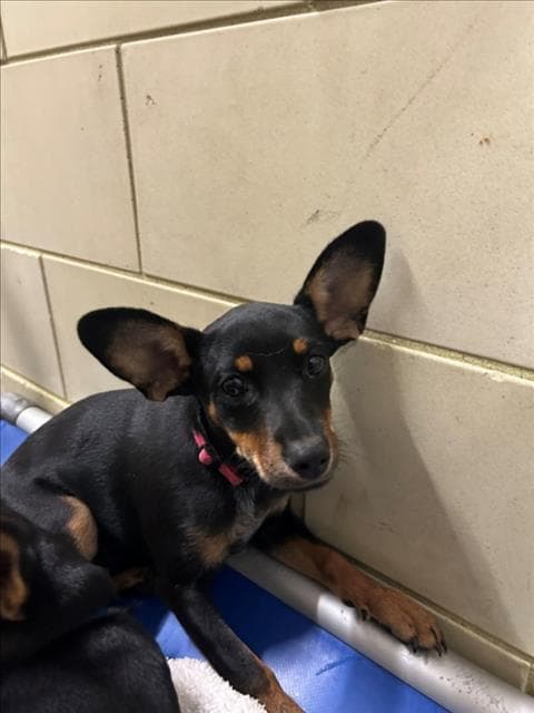 Wendy - Doberman Pinscher