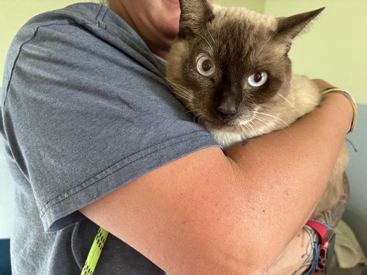 Sammy - Siamese