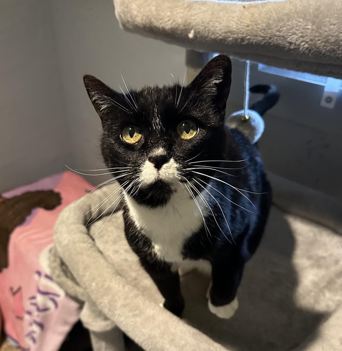 Flower - Tuxedo