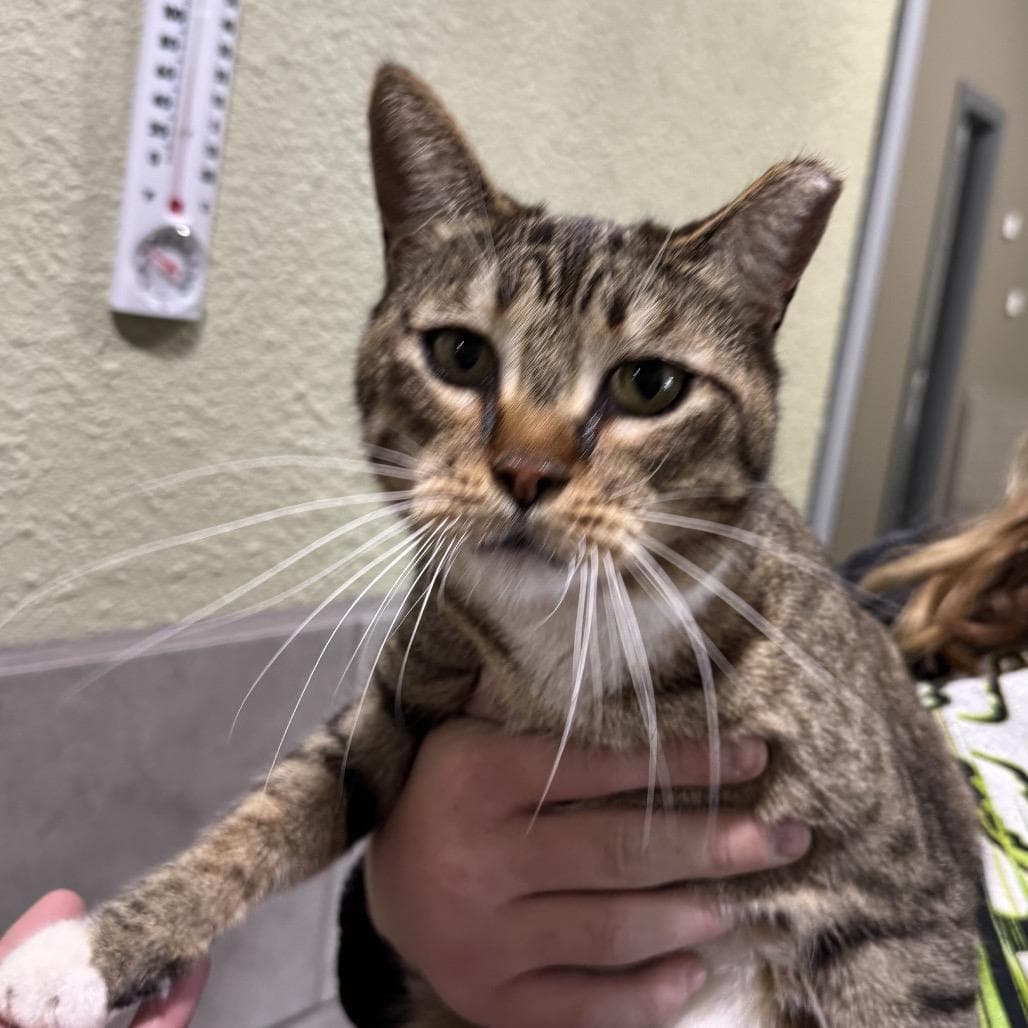 Kato - Tabby