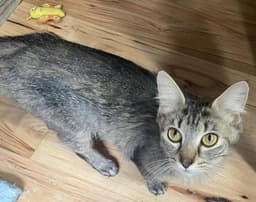 Rosie image 4