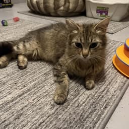 Frankie image 2