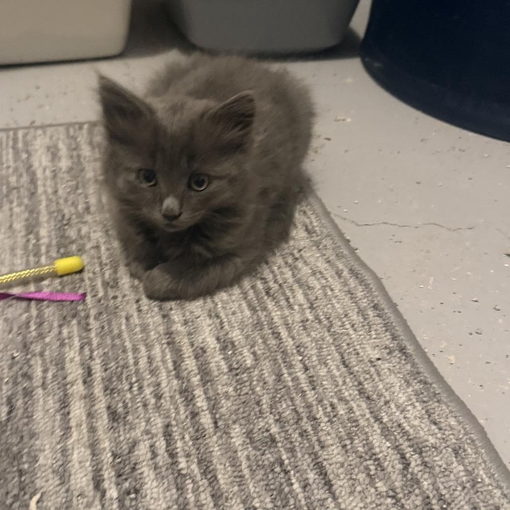 Willow - Domestic Medium Hair