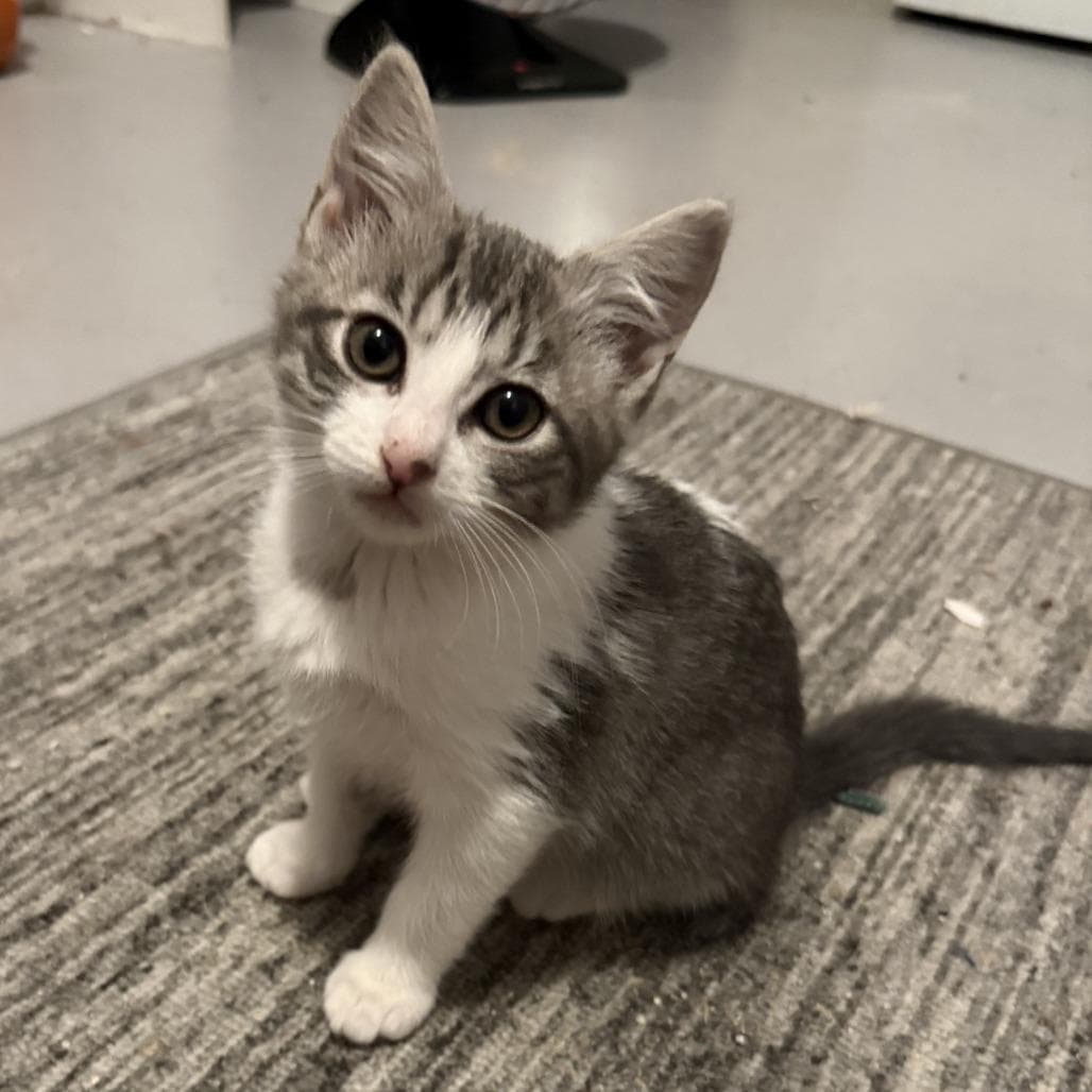 Halo - Tabby