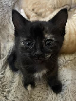 Pixie image 1