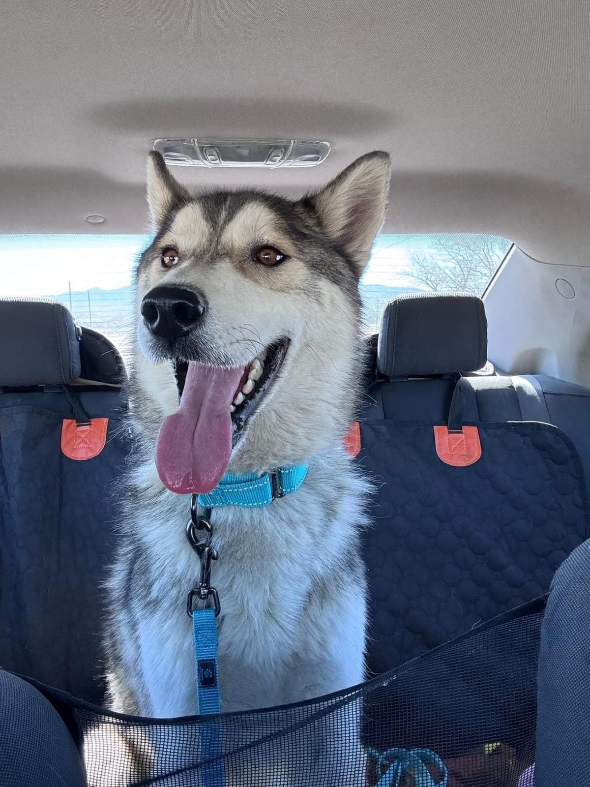 Otto - Husky