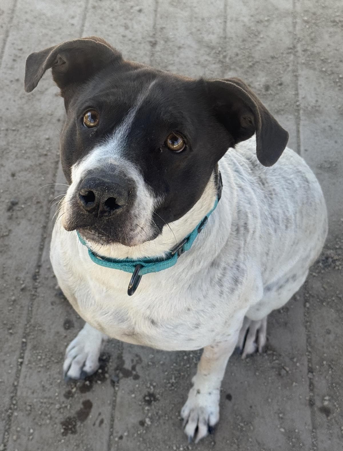 Lilo - English Pointer
