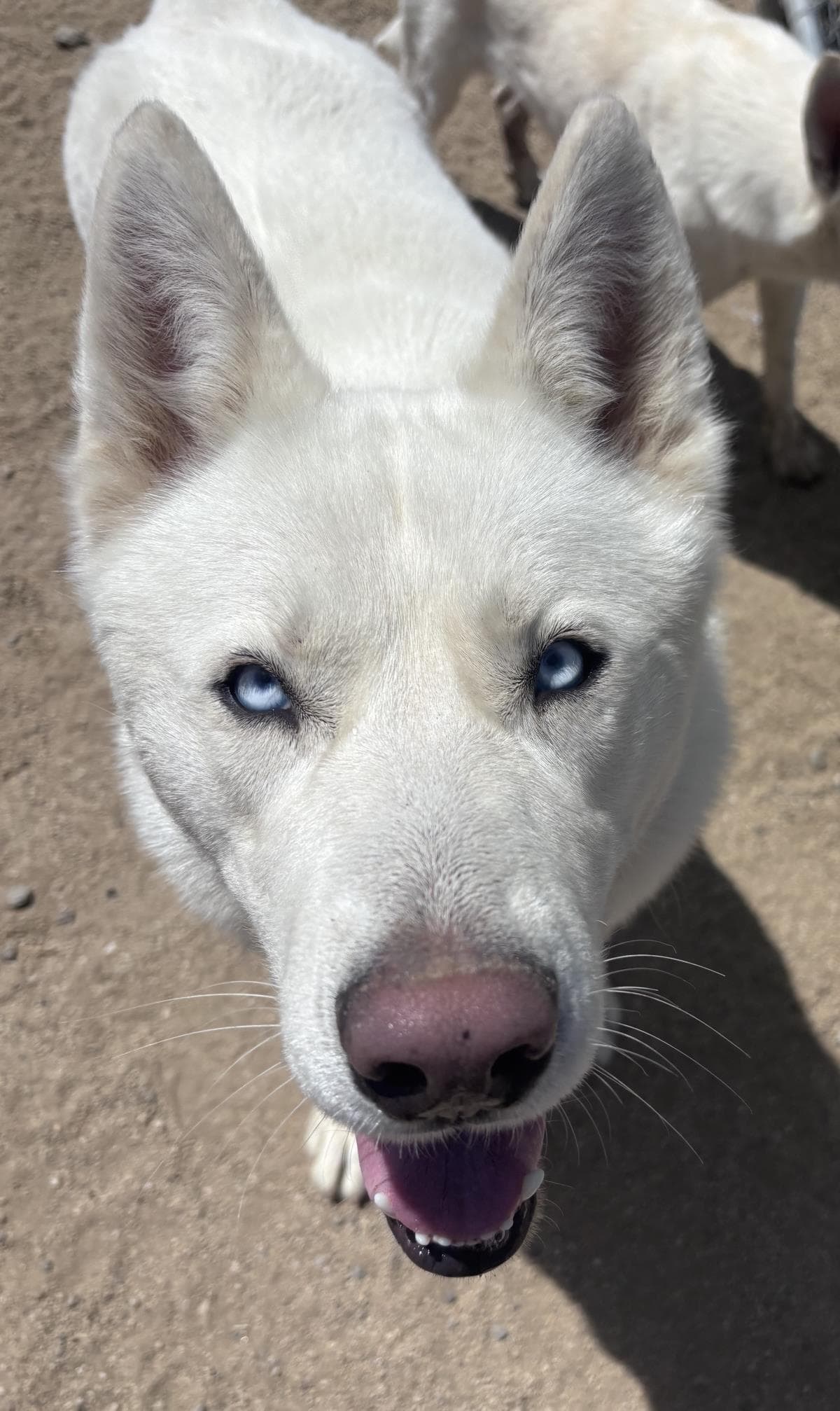 Ghost - Husky