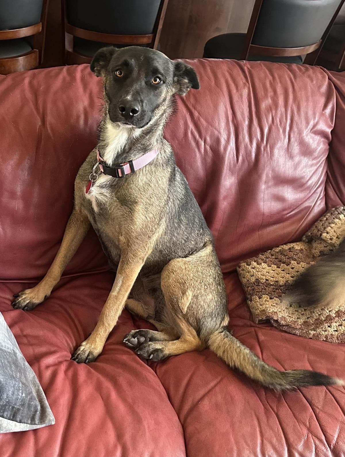 Maggie May - German Shepherd Dog
