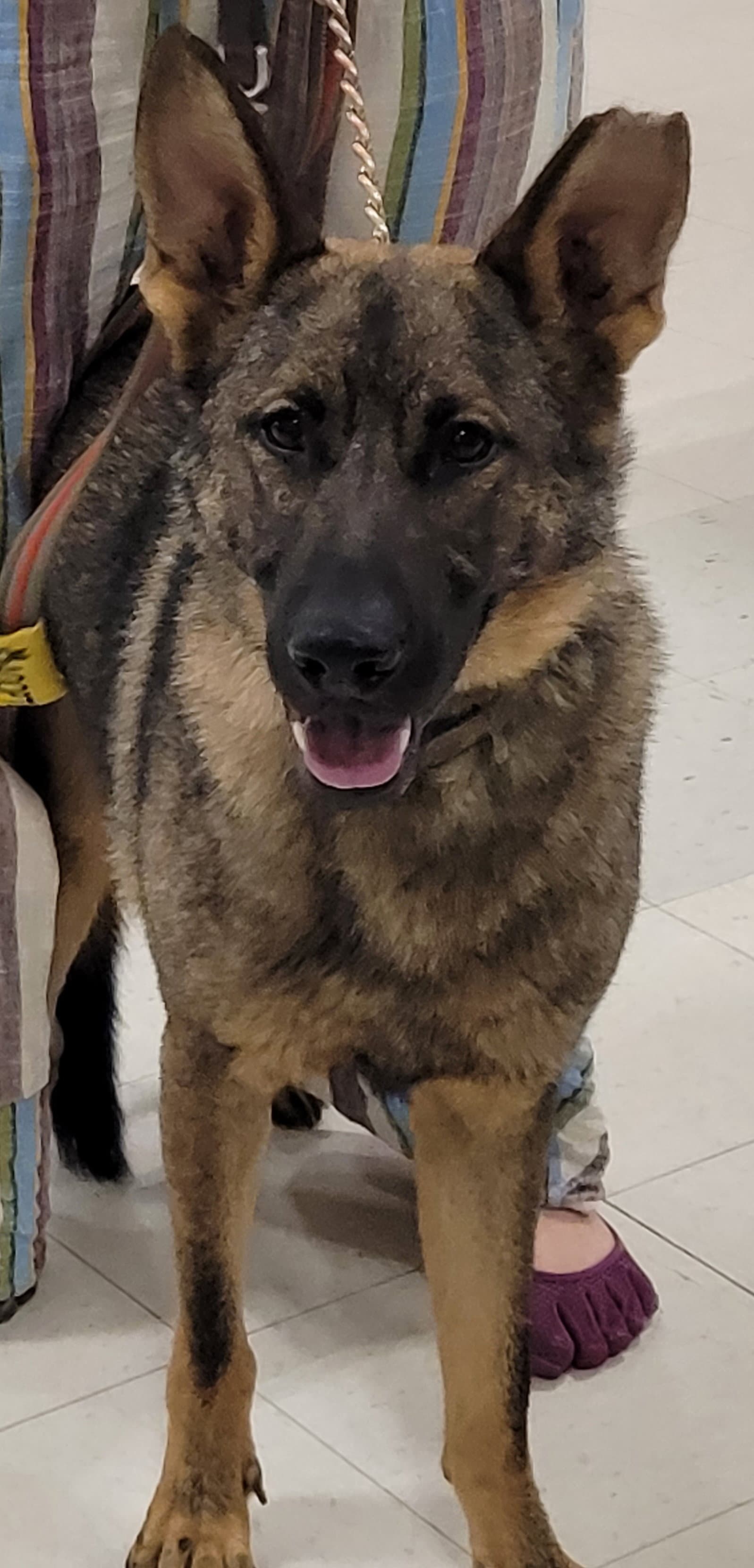 Kyro - German Shepherd Dog