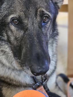 Duke image 2