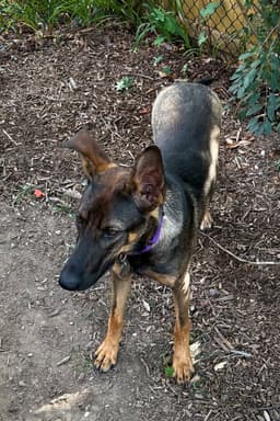 Roux image 2