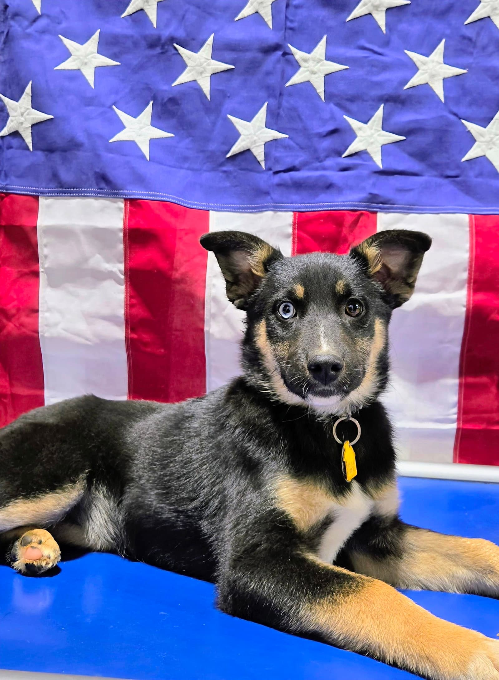 Zaida - German Shepherd Dog