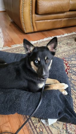 Zaida image 2