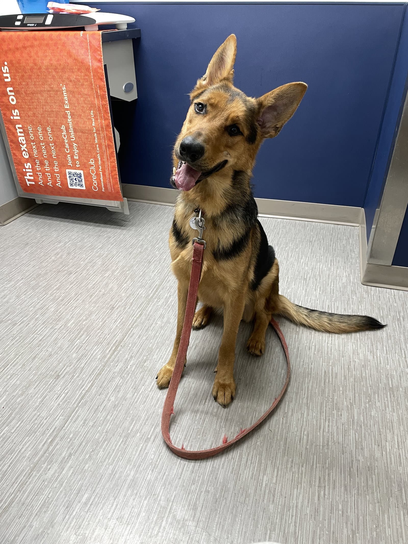 Twister - German Shepherd Dog