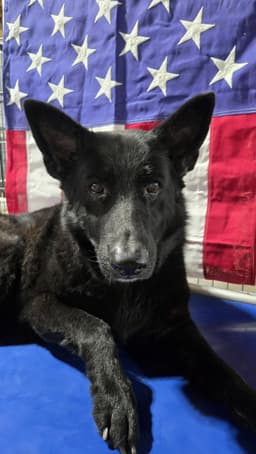 Mischa image 1
