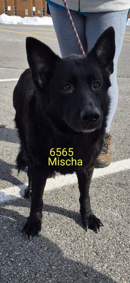 Mischa image 2