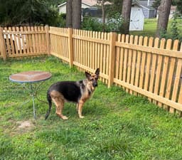 Bailey image 2
