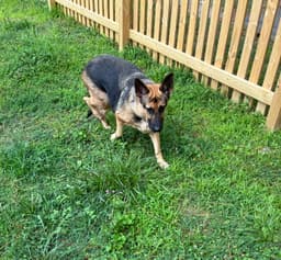 Bailey image 3