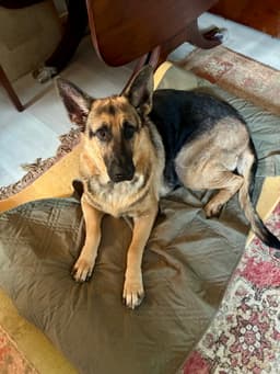 Bailey image 4