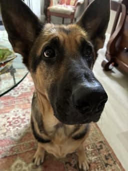 Bailey image 2