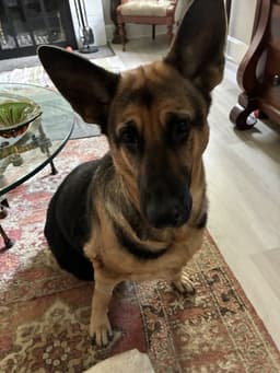 Bailey image 4