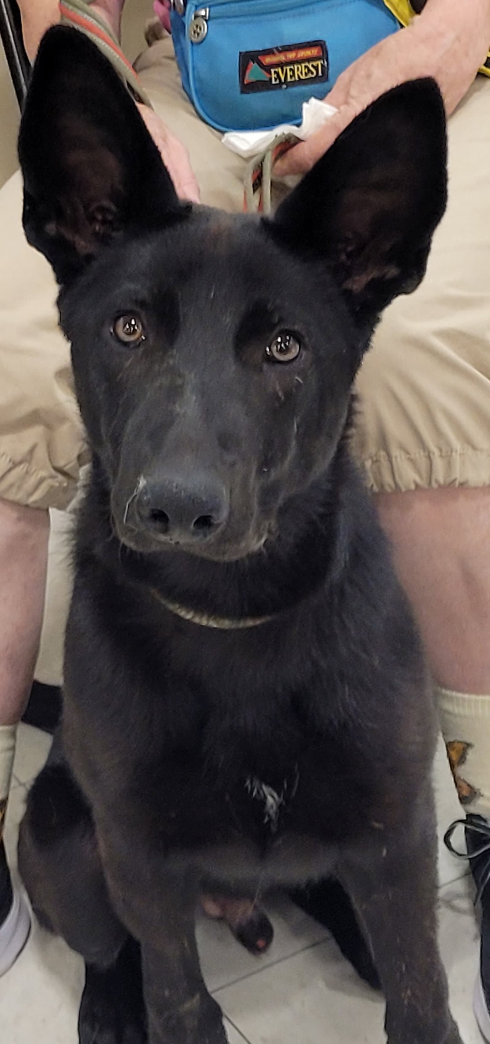 Kaiser - German Shepherd Dog