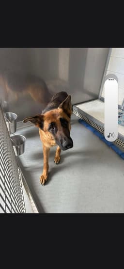 Sophie image 3