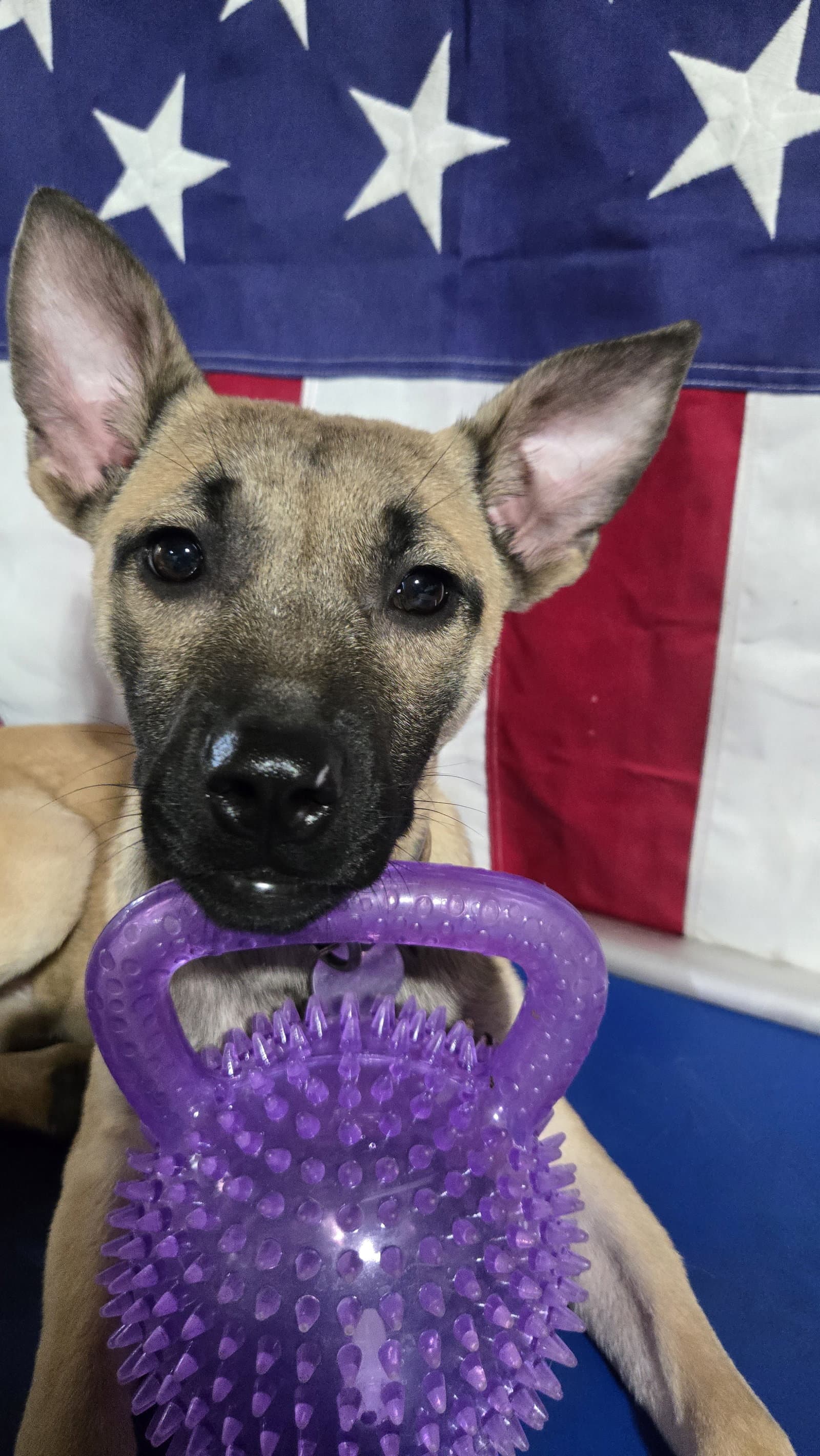 Charlotte - German Shepherd Dog